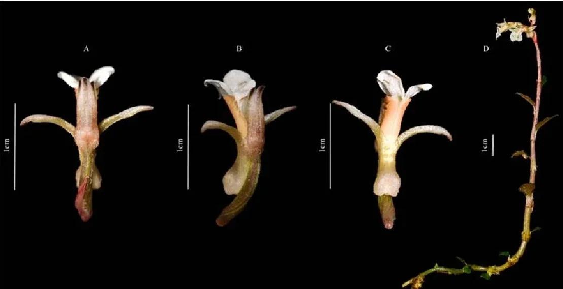 科学家发现新物种，动植物多样性得到保护(物种多样性减少的原因是什么?为什么要保护物种多样性)